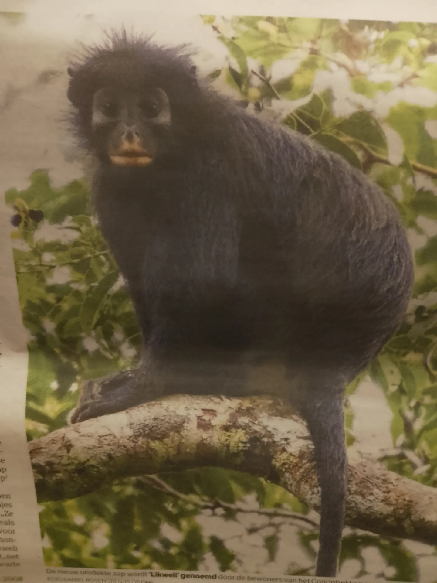 welkom Likweli , ons nieuwe zoogdier