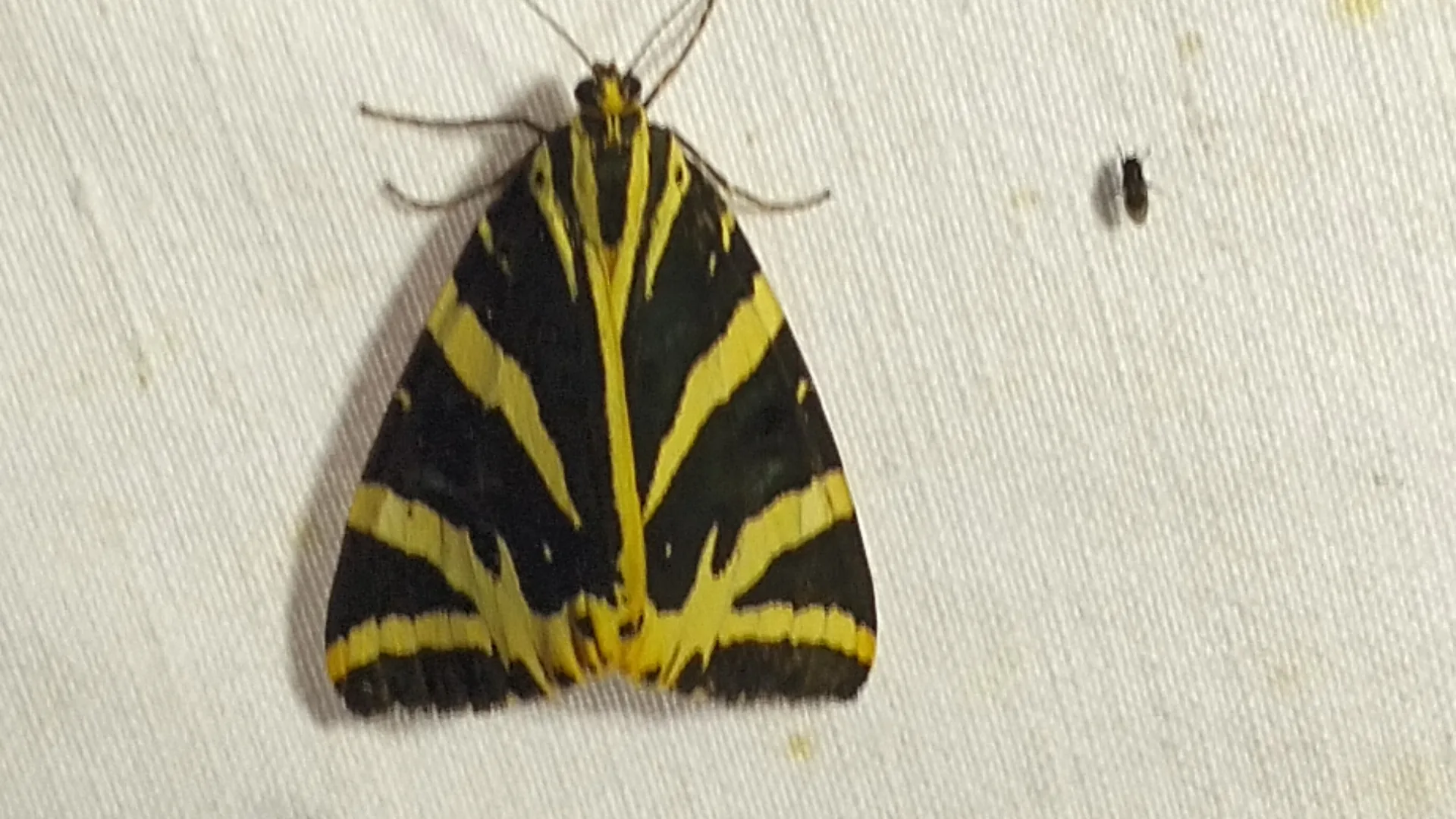 Spaanse vlag (Euplagia quadripunctaria)